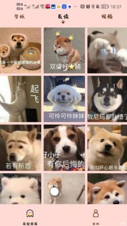 汉克狗app