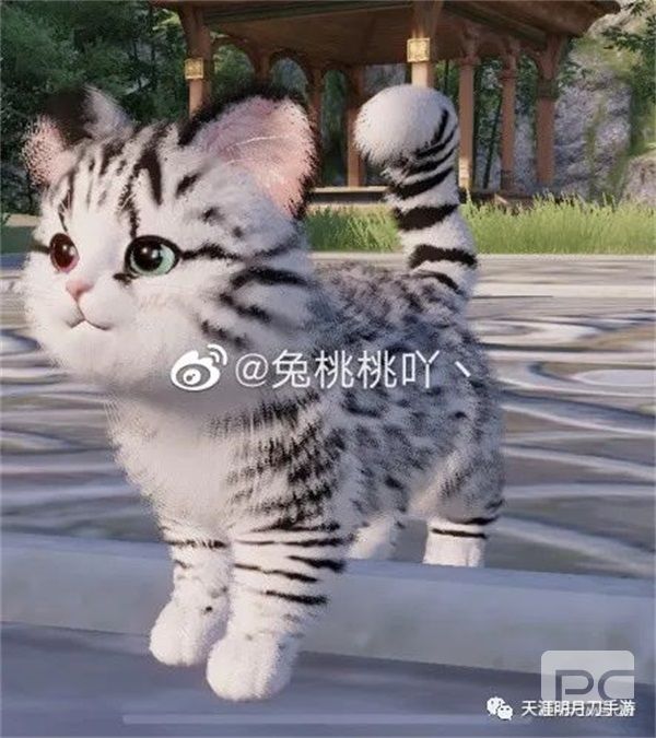 在天涯明月刀手游“养猫”是一种怎样的体验？